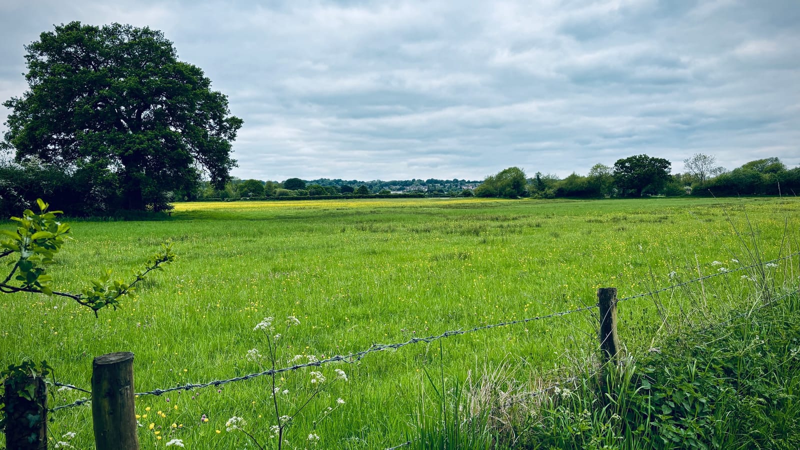 Green meadow scattered with buttercups beside a barbed wire fence under a cloudy sky